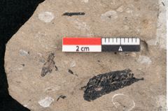 Foto (Detailansicht) von Pinus palaeostrobus Ettingshausen (NHMW-GEO-2024-0188-8260)
